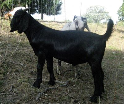 Bagheera's mom at same age (MAX Boer Goats Dappled $ In The Black)
