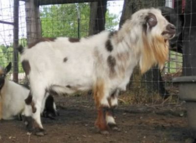 Dreamer's Farm Bandit