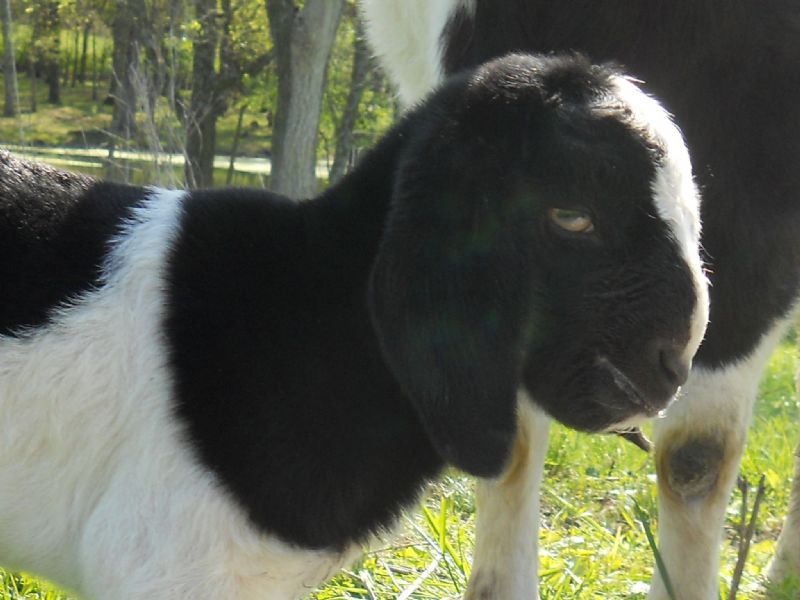 just born black paint  doeling -Ebony threw her gorgeous head!!!