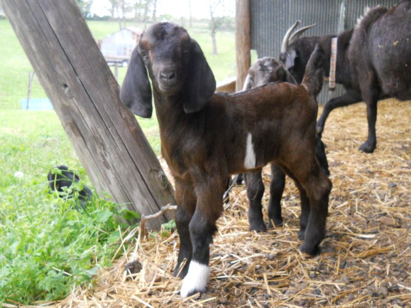 doeling chocolate red white and black with unusual markings at almost a week old-SOLD