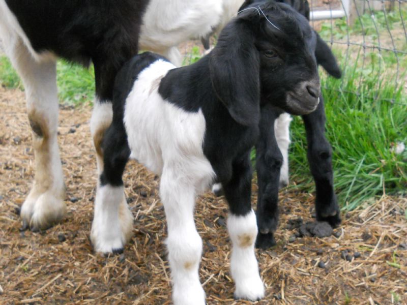 doeling black paint at a few days old-SOLD