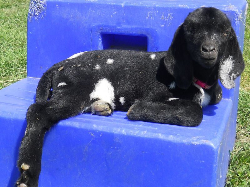 doeling, three days old, 'Twinkle Star'