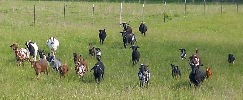 Boer does with their 4 week old kids,  May 2012