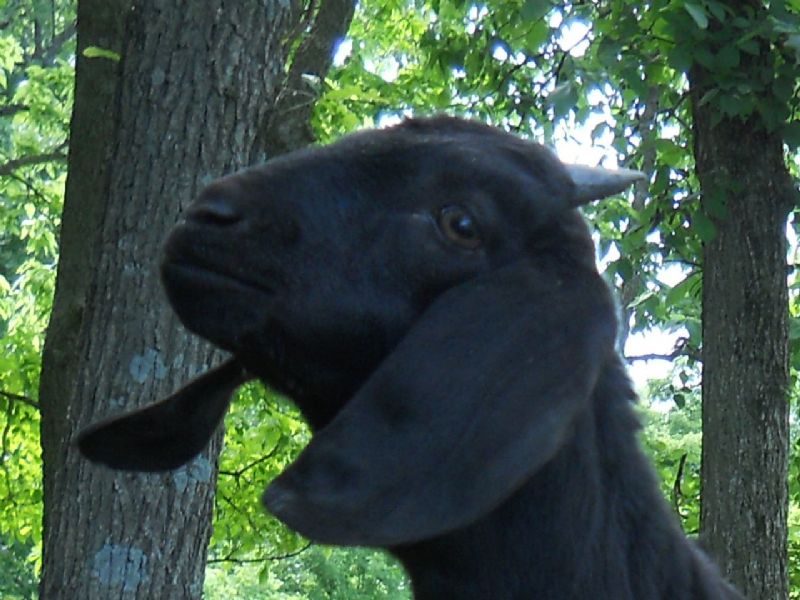 Buckling, 'Bagheera', 8 weeks old