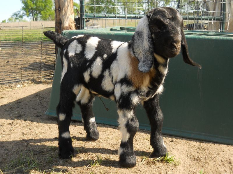Phenomenal dappled buckling, 'Abracadabra', at one day old $2000.00-SOLD