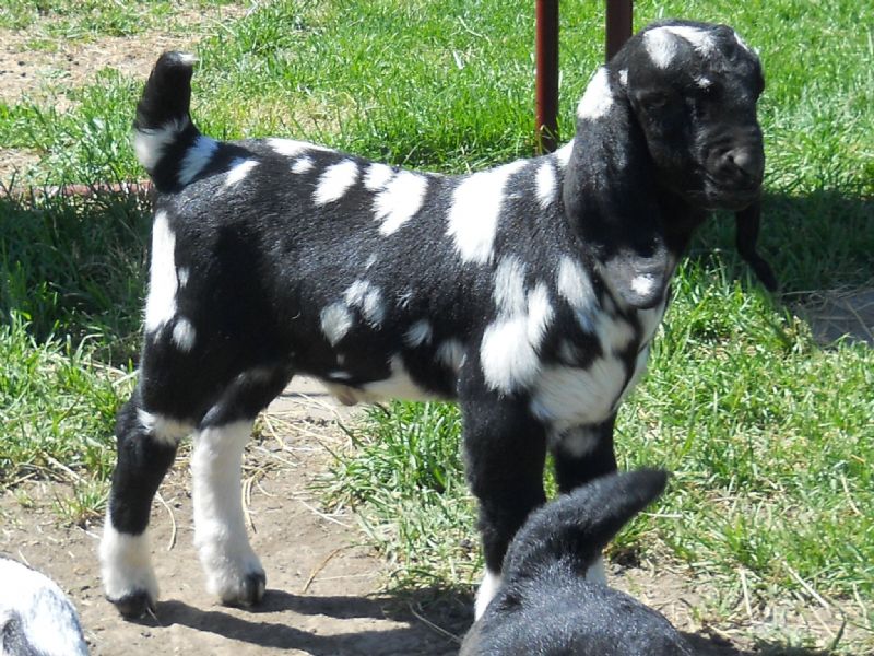 buckling 'Rhapsody' photo at one week old-FOR SALE