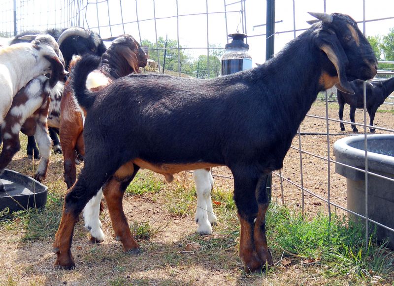 black and tan buckling very unusual colored. one day old. FOR SALE