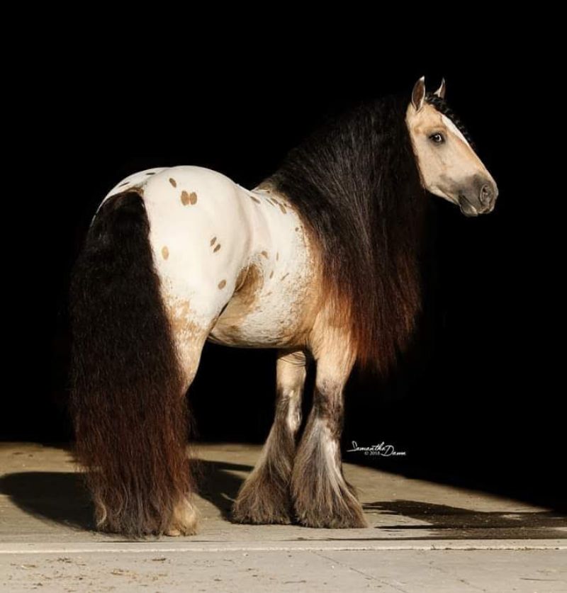 Jackpot's incomparable sire,  Hermit's Rocky Top,  a national champion