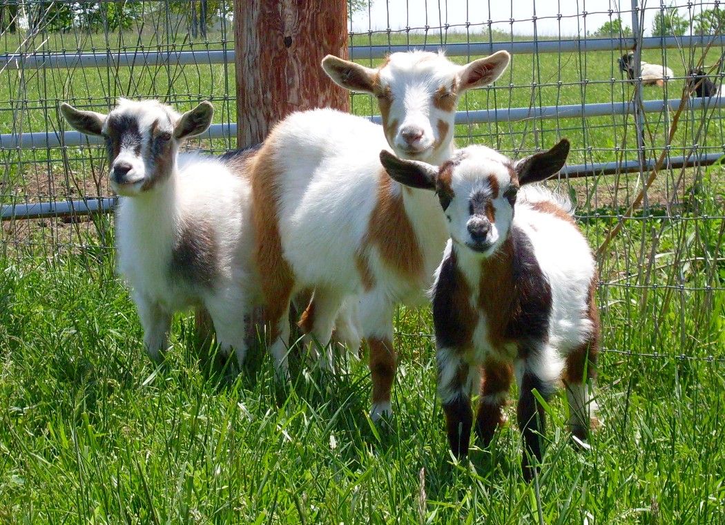 Dreamer s Farm Boer Goats Nigerian Dwarf Goats And Gypsy Vanner 