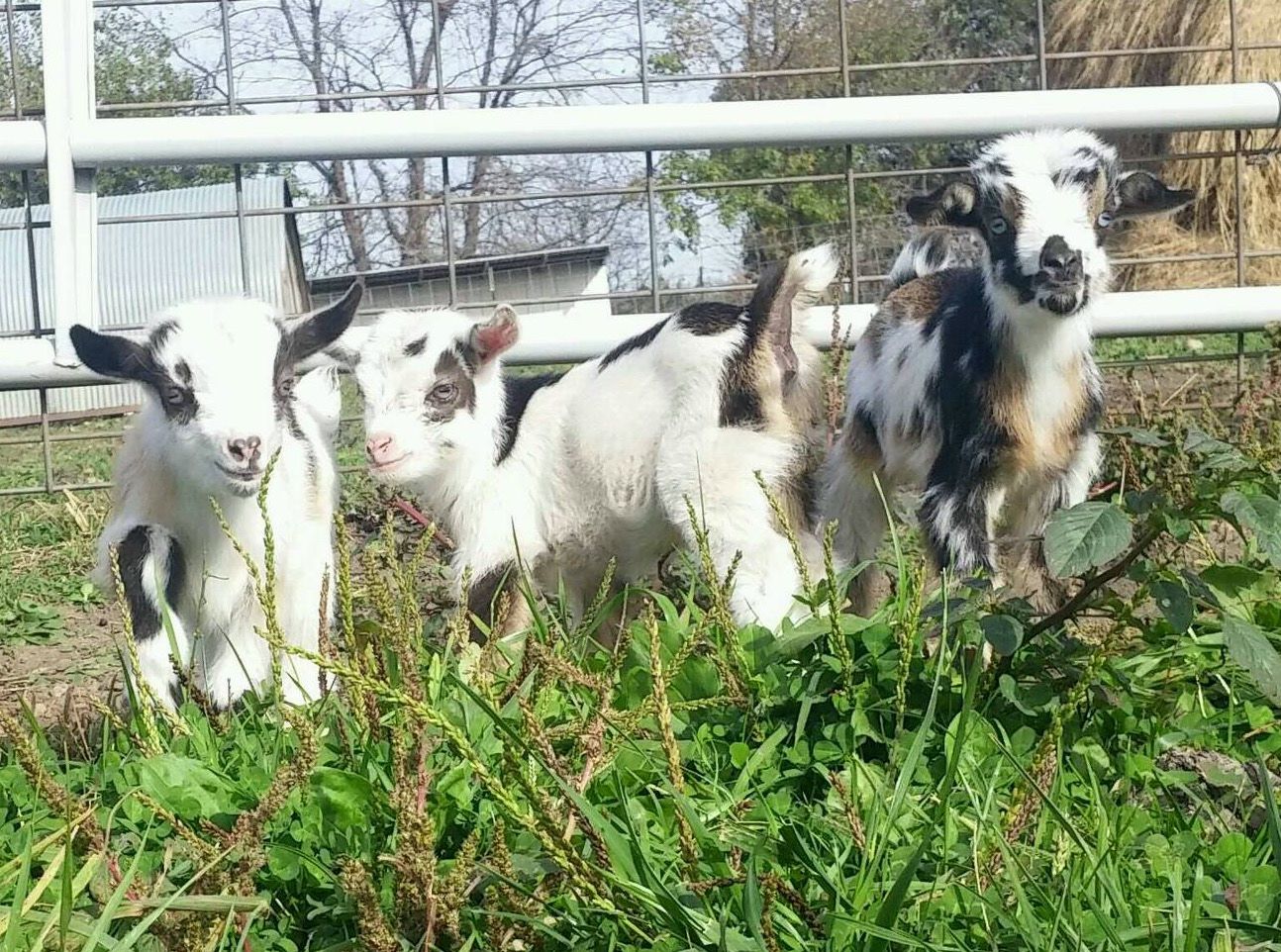 Pygmy Goats For Sale in Missouri from Dreamer's Farm